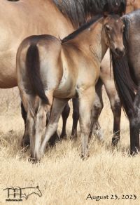Whipp Hancock Jenny's 2023 Roan Colt
